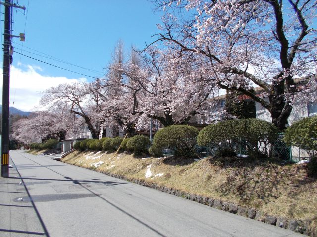 校門に続く桜並木