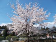創立百周年（2011年）植樹の桜