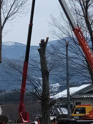 枝がとり払われ幹だけに